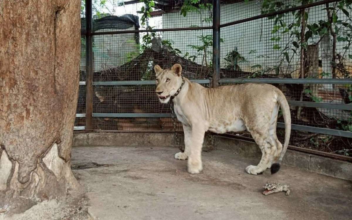 Gefährliche Raubtiere als Haustier? In Thailand normal!