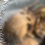 Handy zurück – Leichenfotos entdeckt