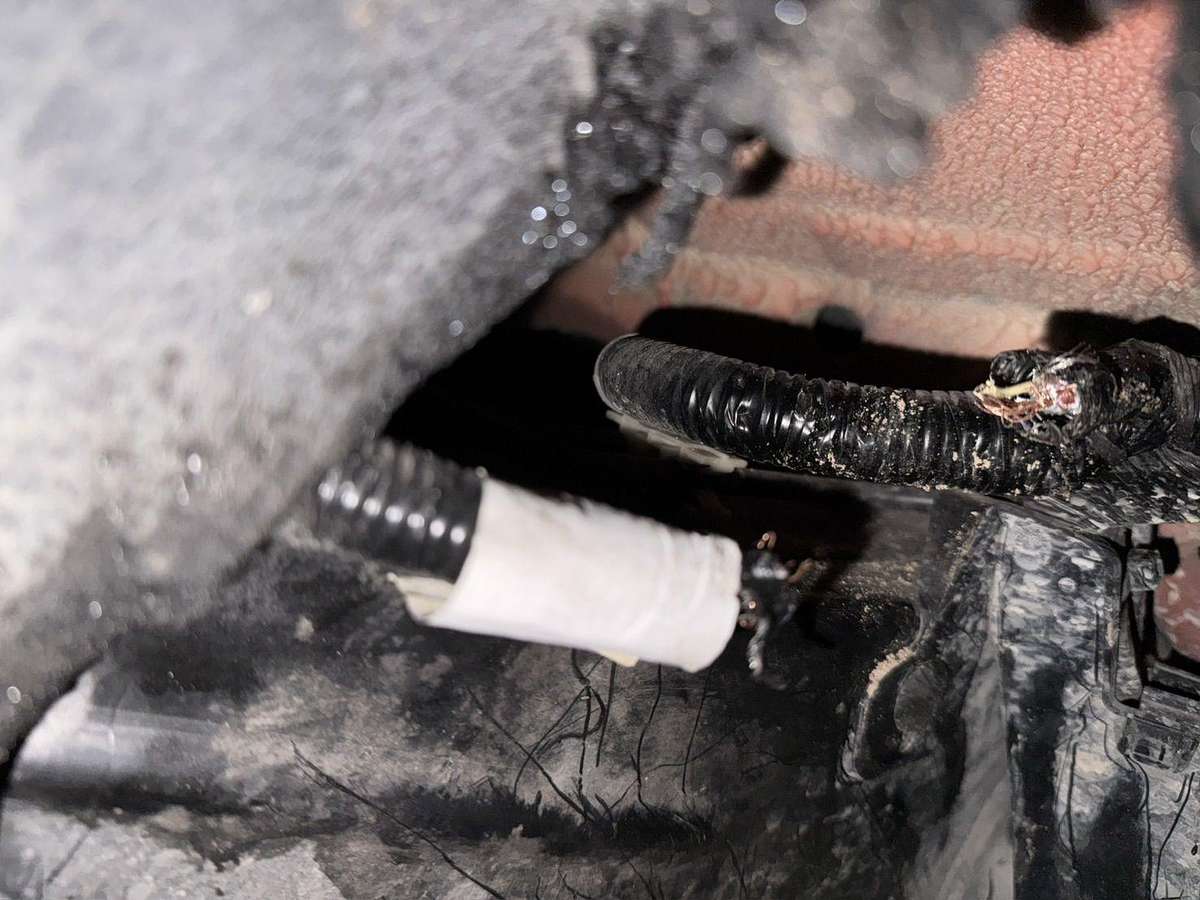 Hunde zerstören Pickup in Pattaya