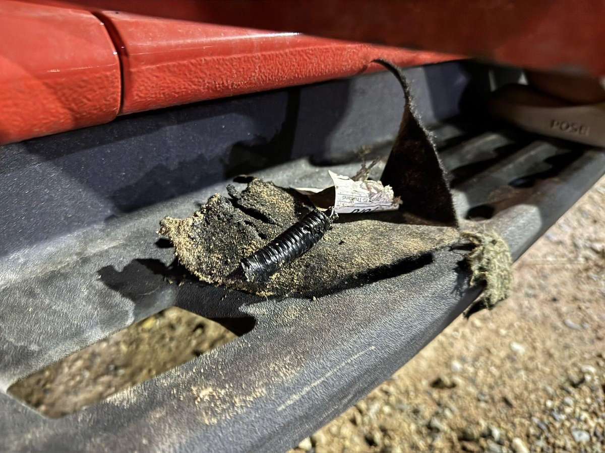 Hunde zerstören Pickup in Pattaya