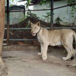 Löwen-Attacke! Influencer droht Haft