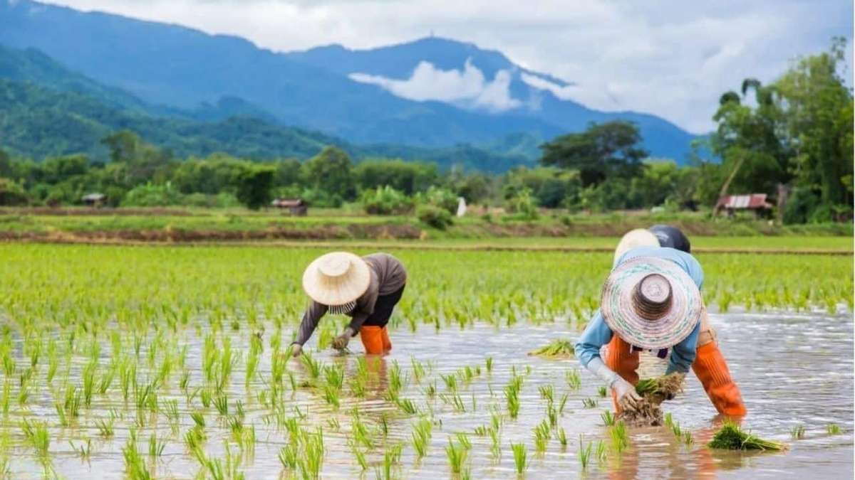 Reis soll teurer werden