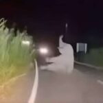 Rettungswagen kracht in Elefanten! Rettungswagen kracht in Elefanten!