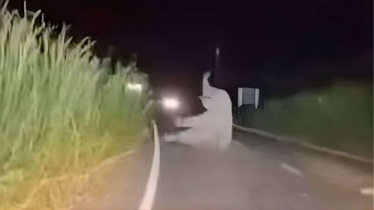 Rettungswagen kracht in Elefanten!