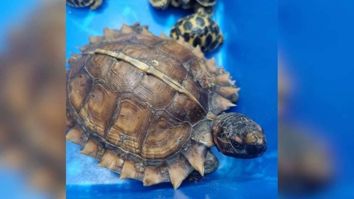 Tiere unter der Kleidung!