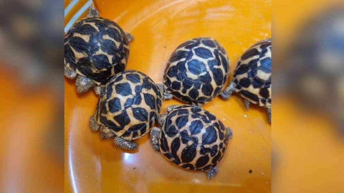 Tiere unter der Kleidung!