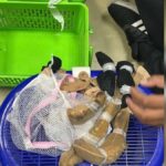 Tiere unter der Kleidung!