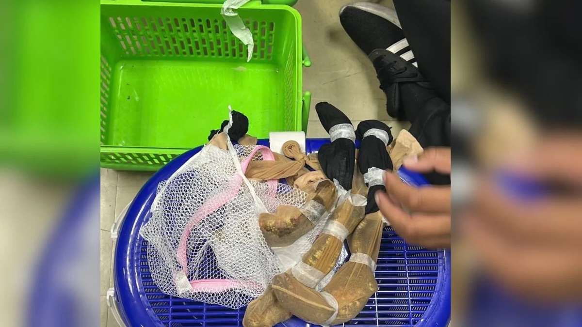 Tiere unter der Kleidung!