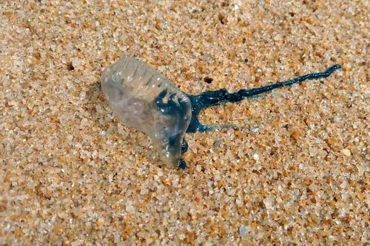 Touristen in Phuket von giftigen Quallen verletzt