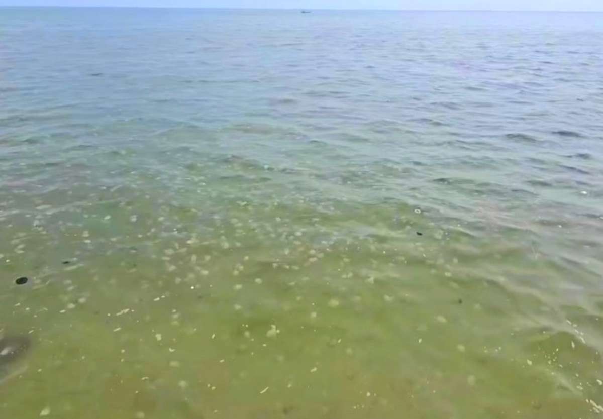 Urlauber gewarnt: Quallen-Alarm in Cha-am!