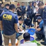 VIDEO: 52 Tiere in Strumpfhosen! VIDEO: 52 Tiere in Strumpfhosen!