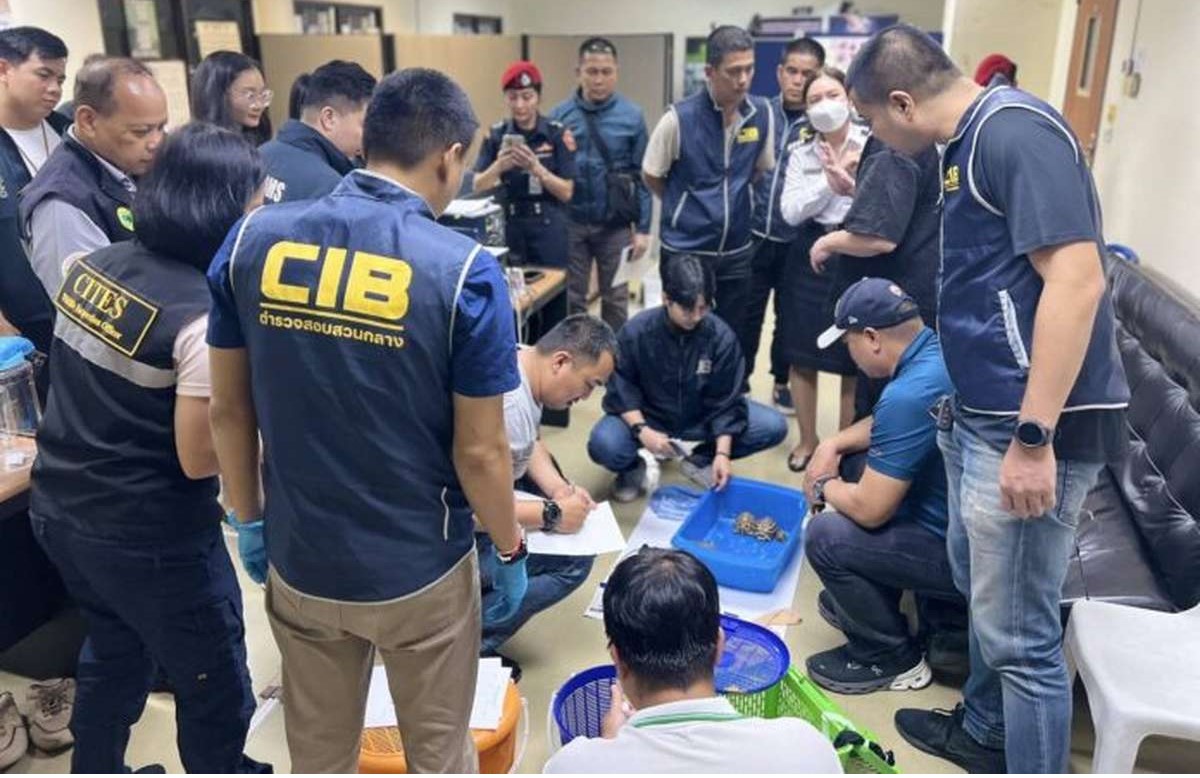 VIDEO: 52 Tiere in Strumpfhosen!