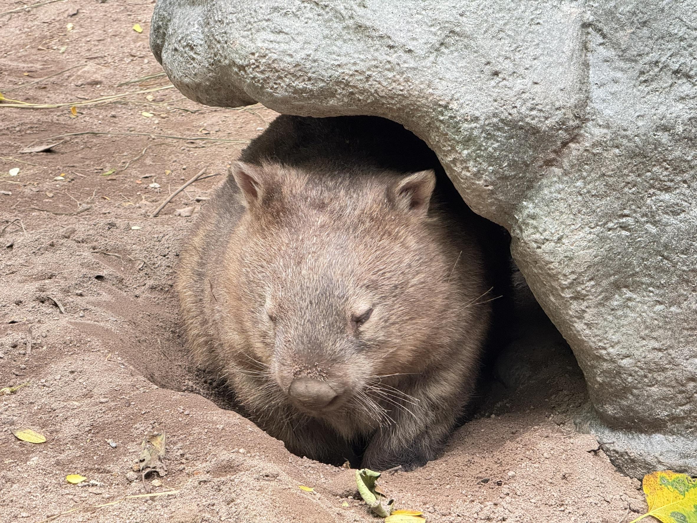 Einzigartiges Beuteltier begeistert Chonburi