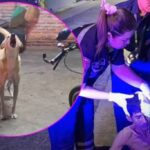 Familienhund beißt plötzlich zu Familienhund beißt plötzlich zu