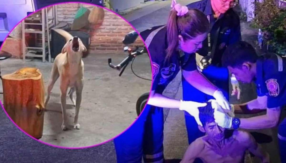 Familienhund beißt plötzlich zu