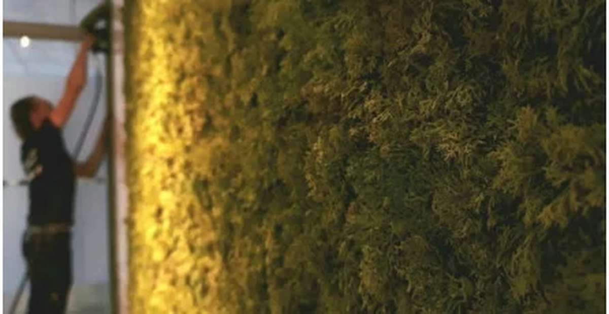 Gestaltungsideen mit Mooswänden im Innenraum