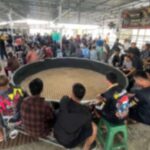 Illegaler Hahnenkampf - 98 Festnahmen (Video) Illegaler Hahnenkampf - 98 Festnahmen (Video)