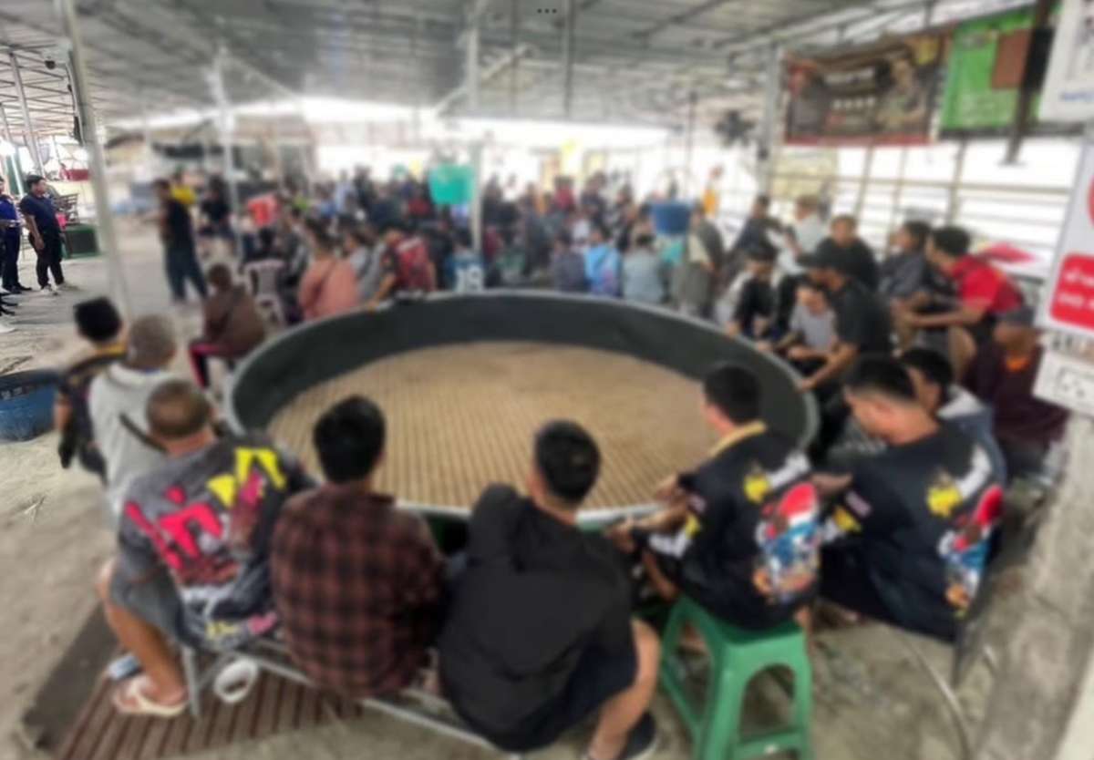 Illegaler Hahnenkampf – 98 Festnahmen (Video)