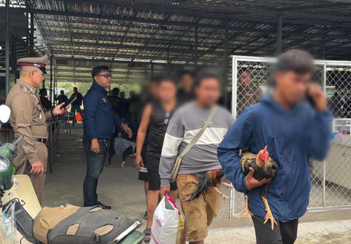 Illegaler Hahnenkampf - 98 Festnahmen (Video)