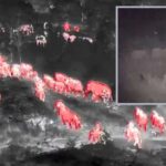 Isaan: Gigantische Elefantenherde gesichtet