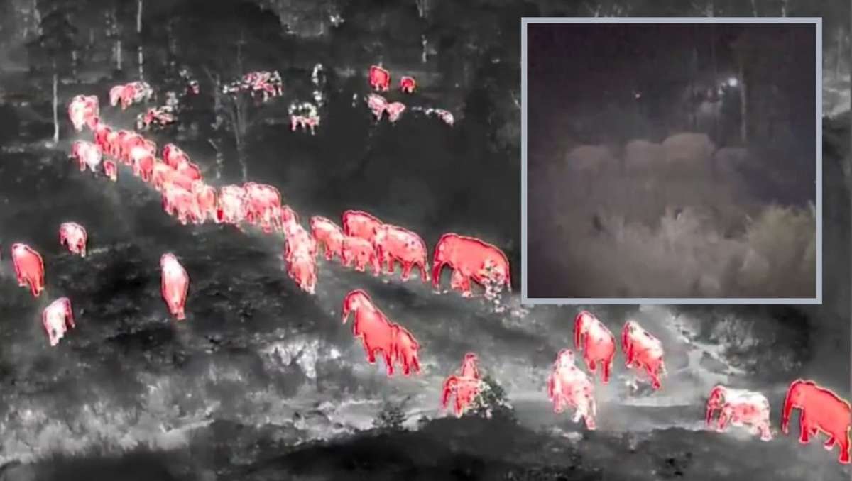 Isaan: Gigantische Elefantenherde gesichtet