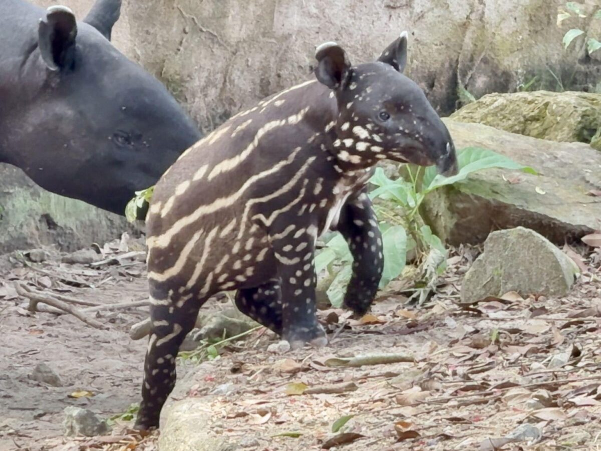 Junges Tapir-Weibchen im Khao-Kheow-Zoo braucht Namen