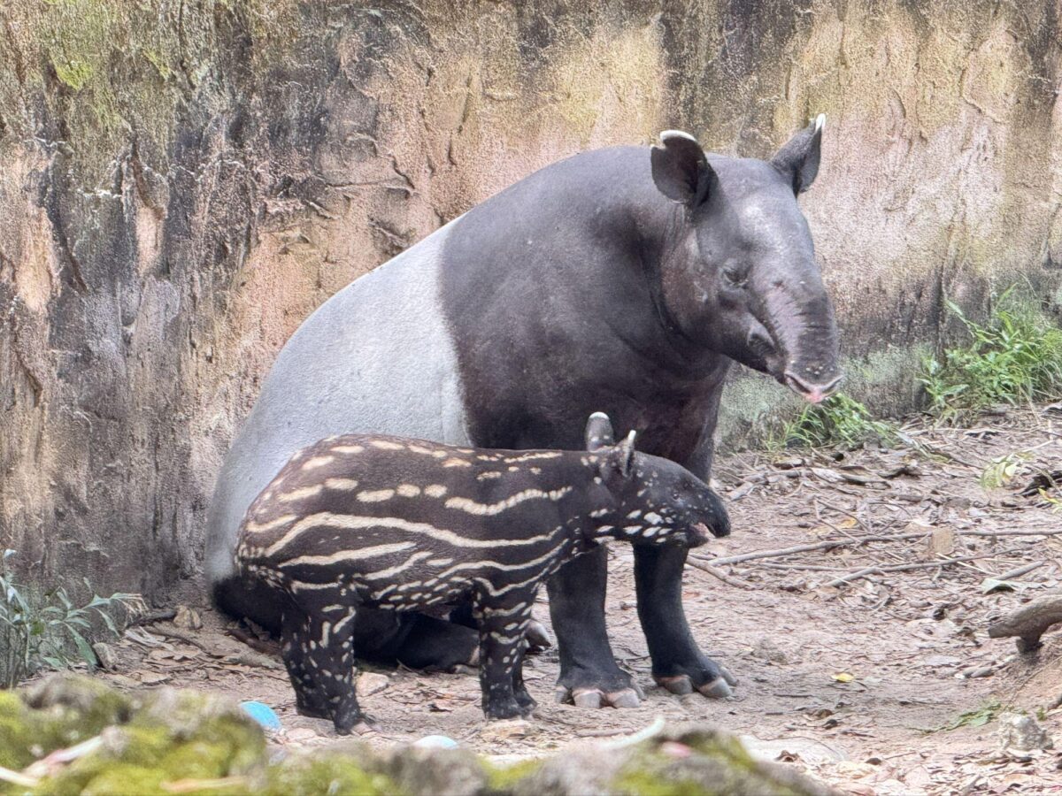 Junges Tapir-Weibchen im Khao-Kheow-Zoo braucht Namen