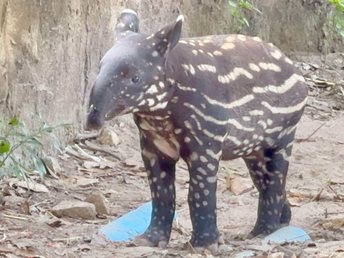 Junges Tapir-Weibchen im Khao-Kheow-Zoo braucht Namen