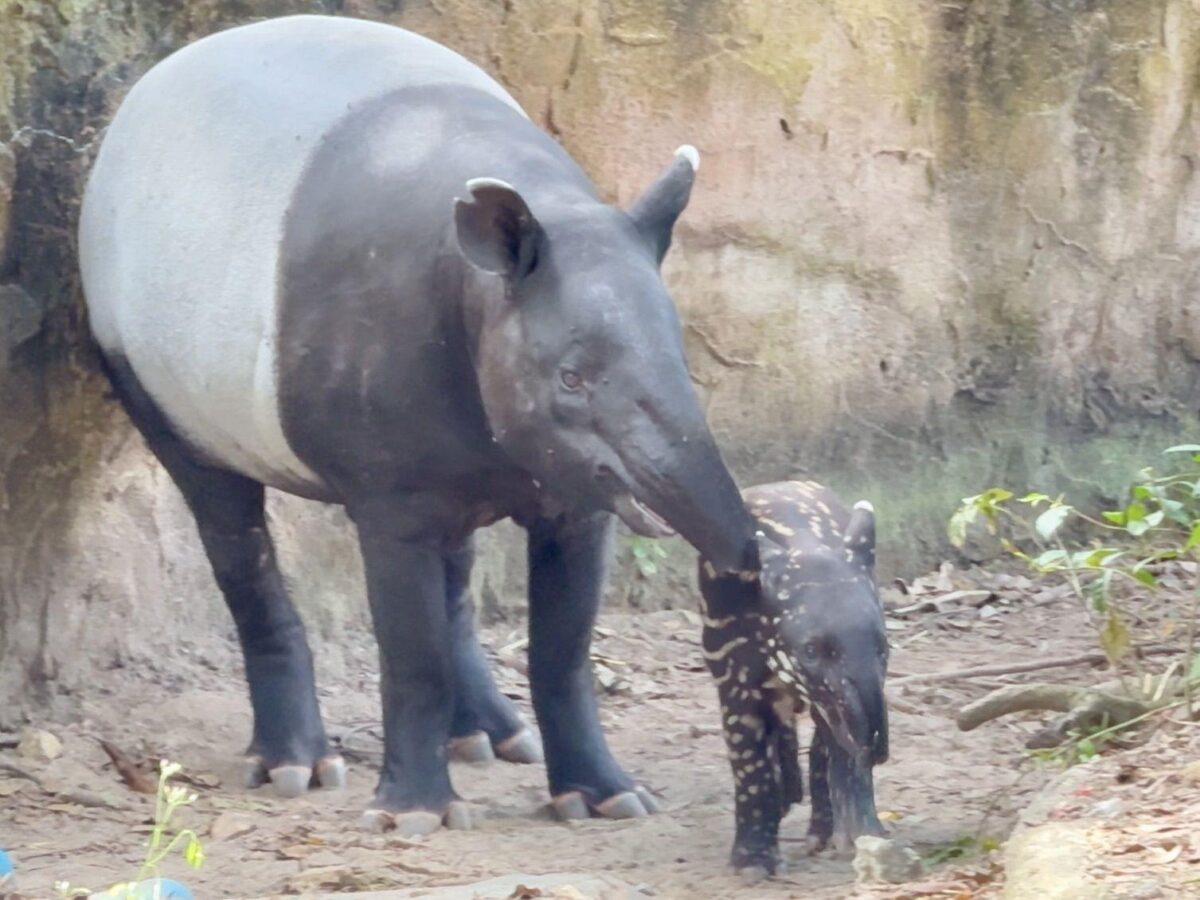 Junges Tapir-Weibchen im Khao-Kheow-Zoo braucht Namen