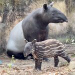 Junges Tapir-Weibchen im Khao-Kheow-Zoo braucht Namen Junges Tapir-Weibchen im Khao-Kheow-Zoo braucht Namen