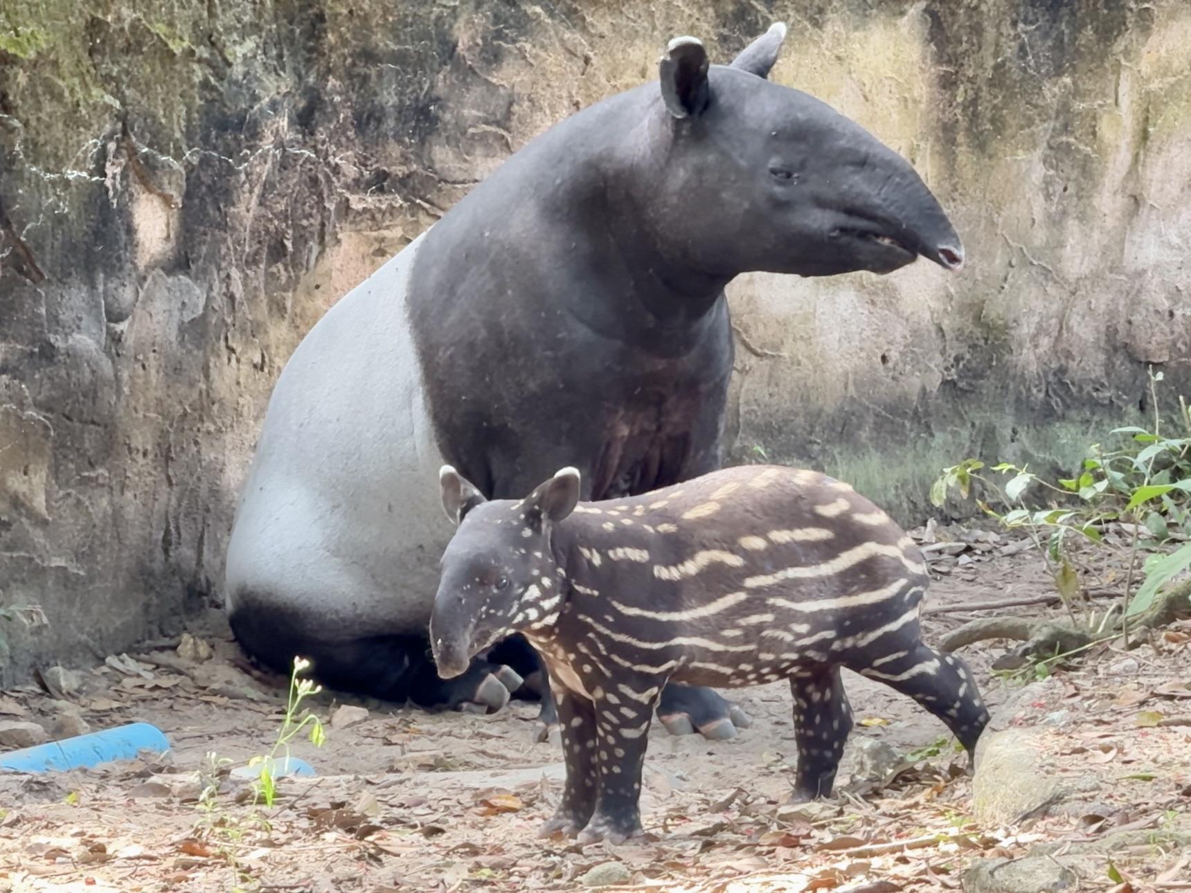 Junges Tapir-Weibchen im Khao-Kheow-Zoo braucht Namen