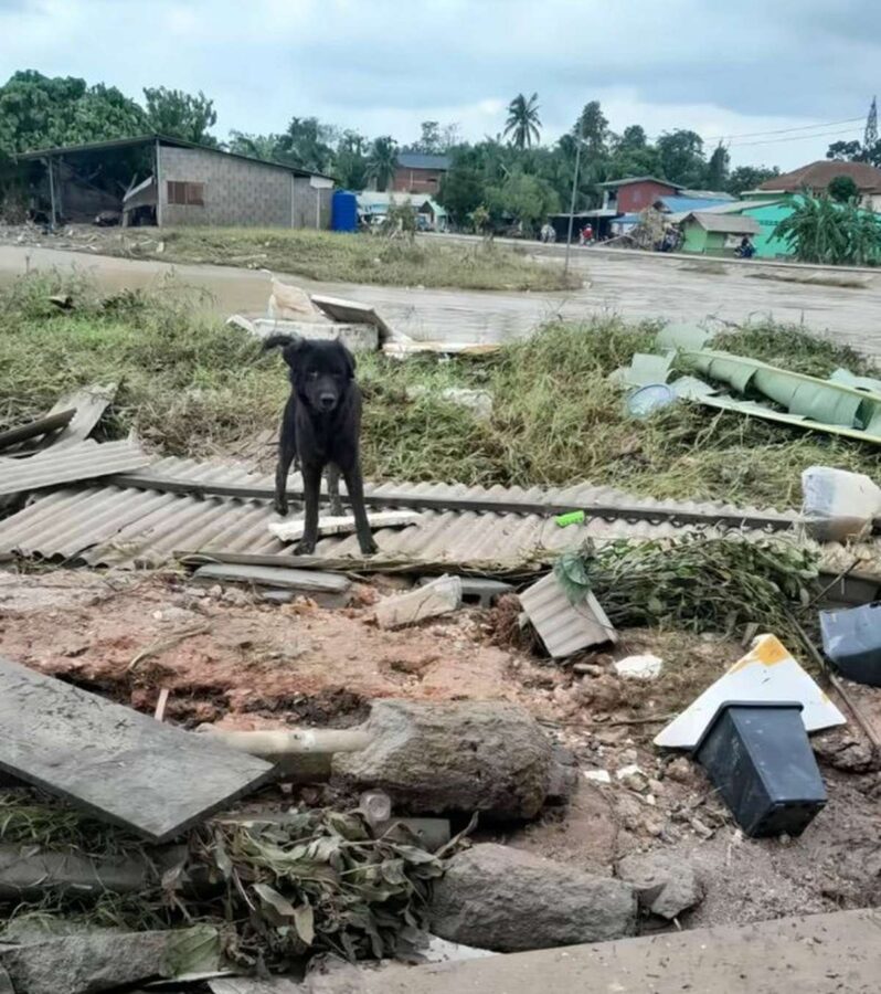 Liveticker: Jahrtausendflut Süd-Thailand