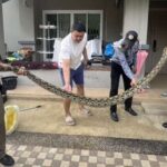 Riesenpython im Wohnzimmer - frisst Katze (Video) Riesenpython im Wohnzimmer - frisst Katze (Video)