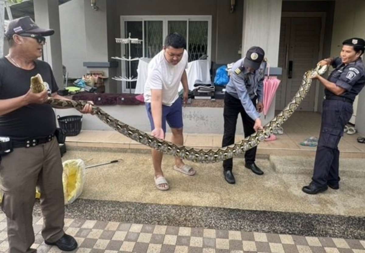 Riesenpython im Wohnzimmer – frisst Katze (Video)