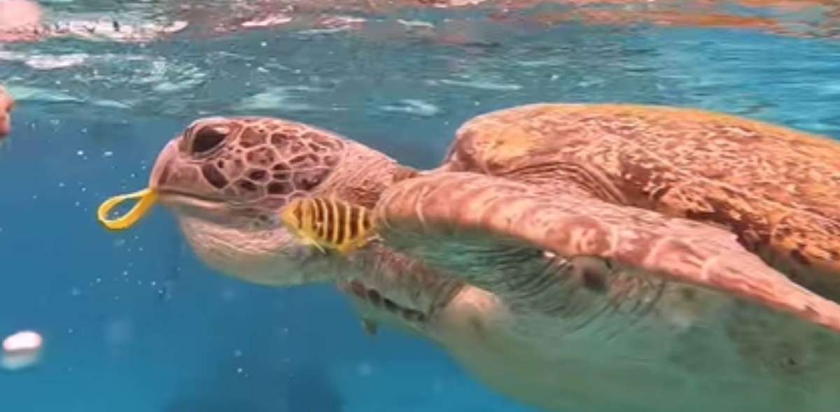 Similan Islands: Suche nach TierquÀler gestartet (Video)