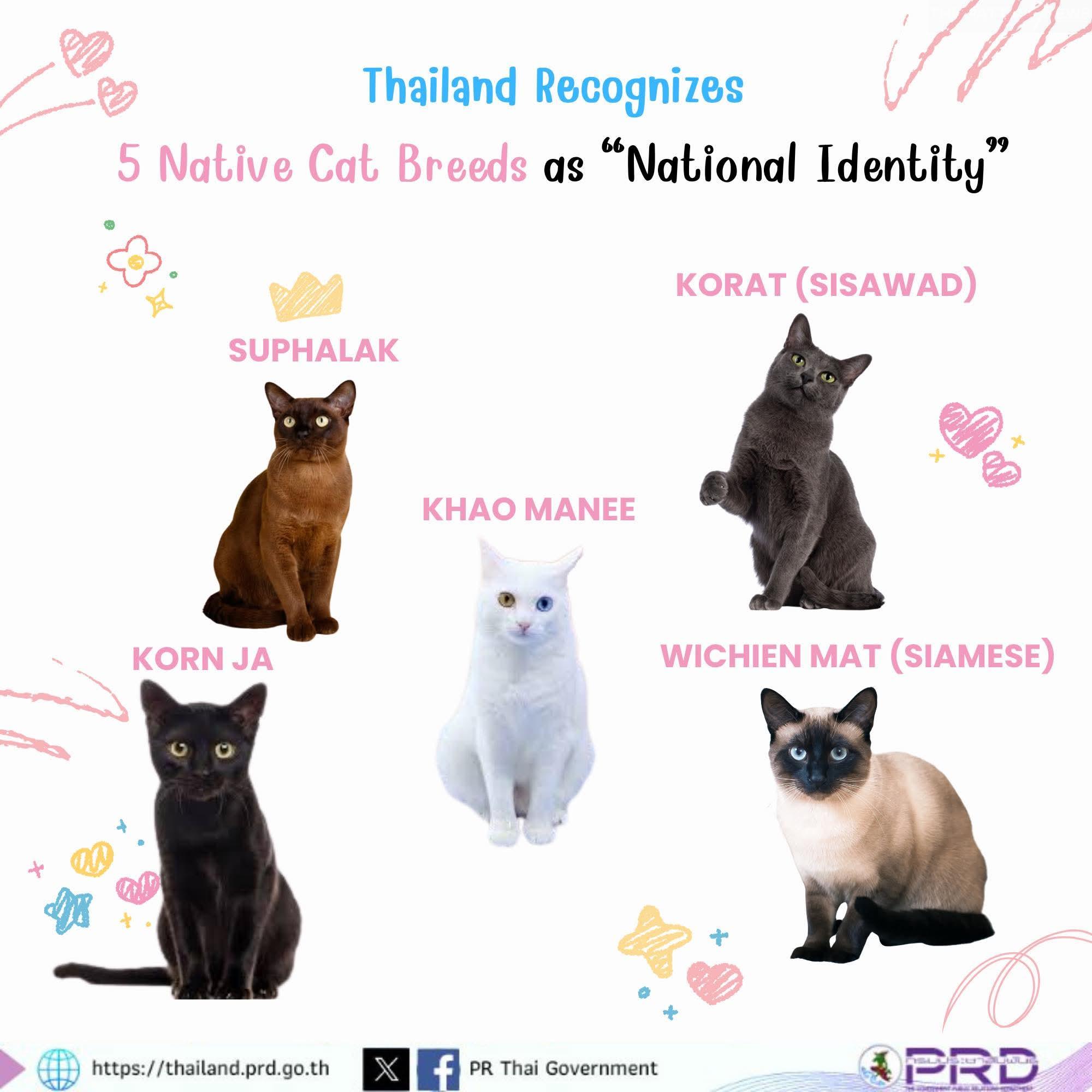 Thailand erklärt fünf Katzenrassen zu Nationalsymbolen