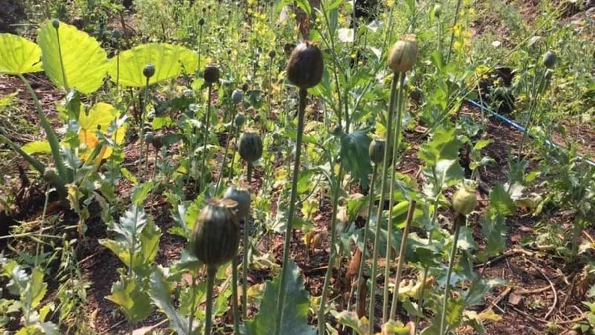 Thailand überlegt Rückkehr zum Opium
