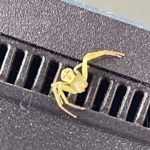 Viral: Spinne mit Menschenkopf - Foto wird Internet-Hit