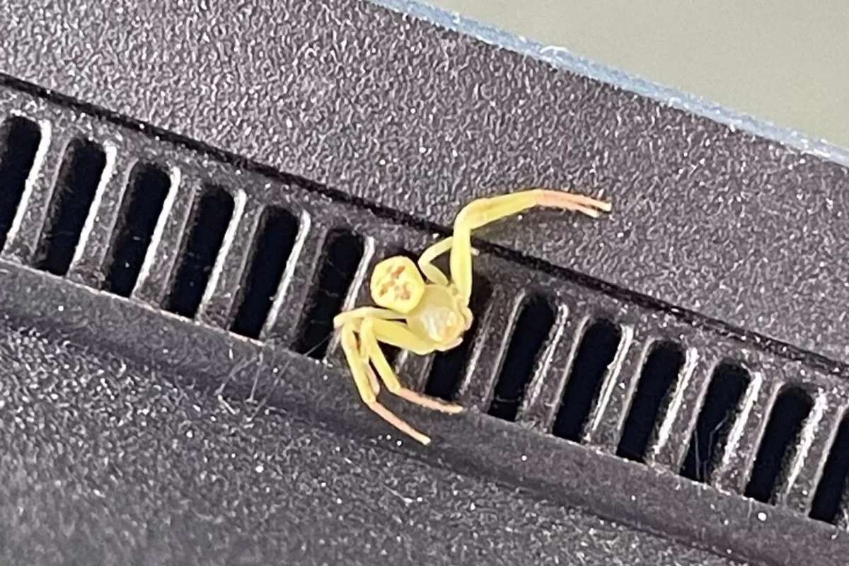 Viral: Spinne mit Menschenkopf - Foto wird Internet-Hit