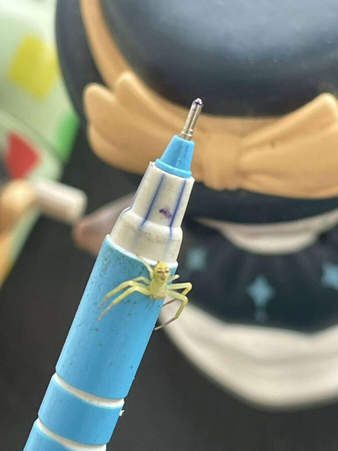 Viral: Spinne mit Menschenkopf - Foto wird Internet-Hit