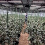 1.600 Cannabis-Pflanzen: Gestank führt zu drei Ausländern 1.600 Cannabis-Pflanzen: Gestank führt zu drei Ausländern