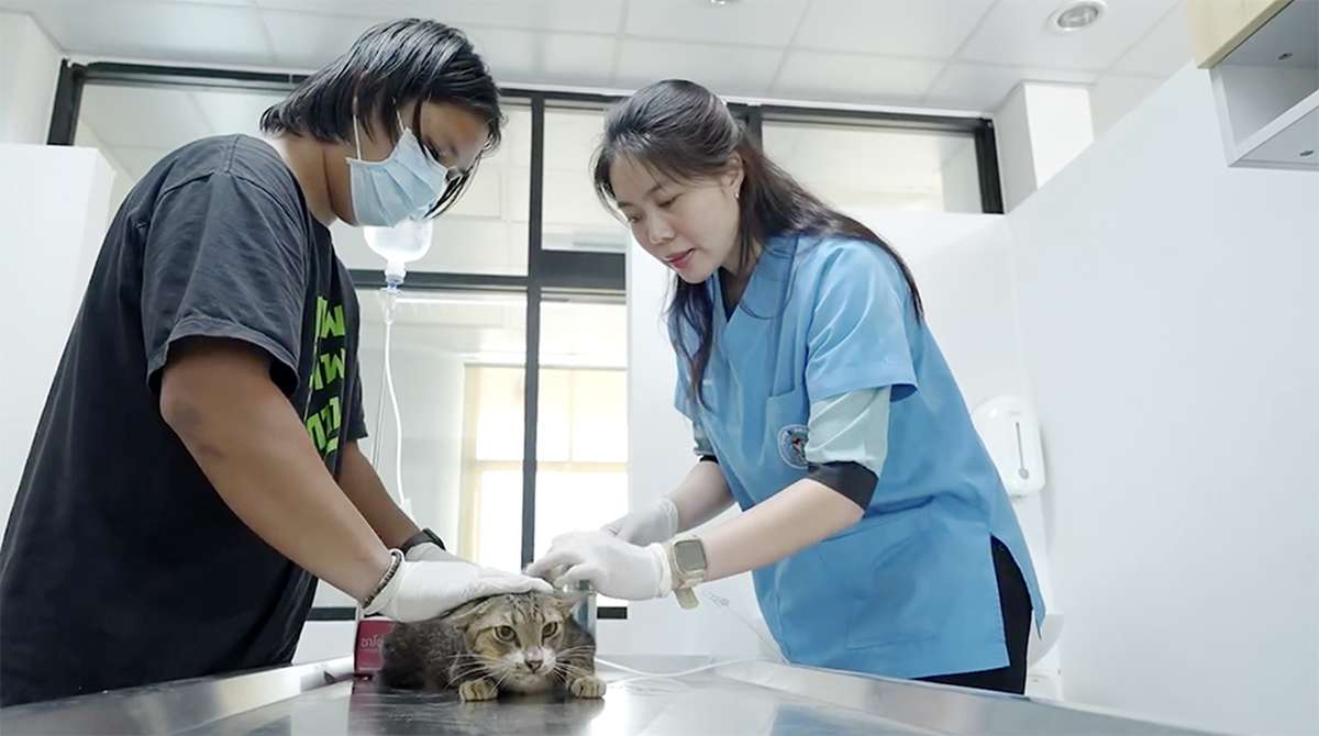 100.000 Streuner: Bangkok plant Mega-Eingriff