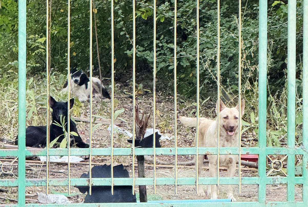 100.000 Streuner: Bangkok plant Mega-Eingriff