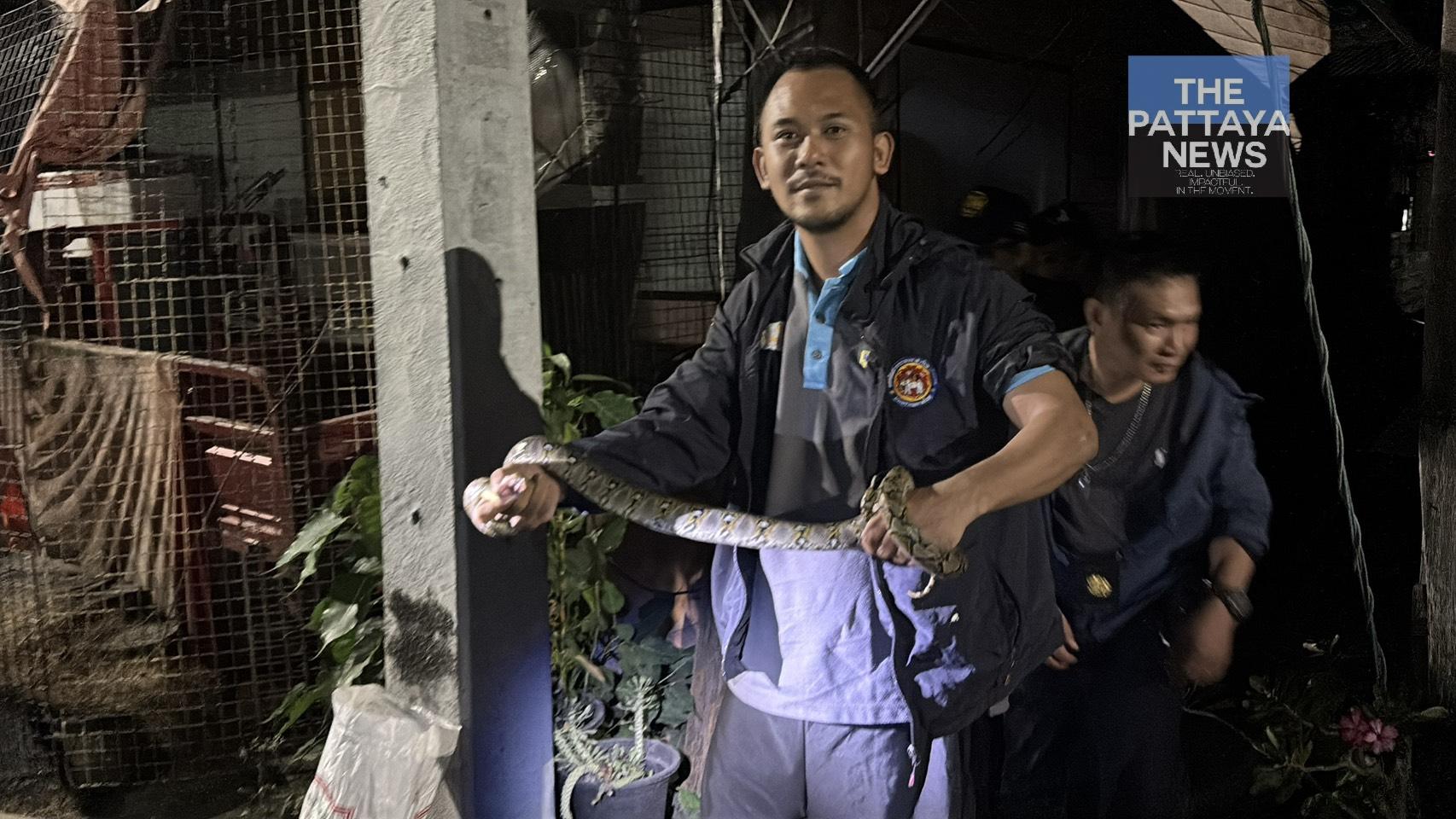 Beamte fangen Riesenpython vor Haus