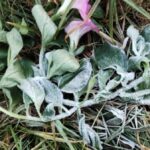 Frost auf Thailands höchstem Berg