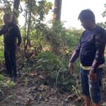 Hunde töten Familienvater