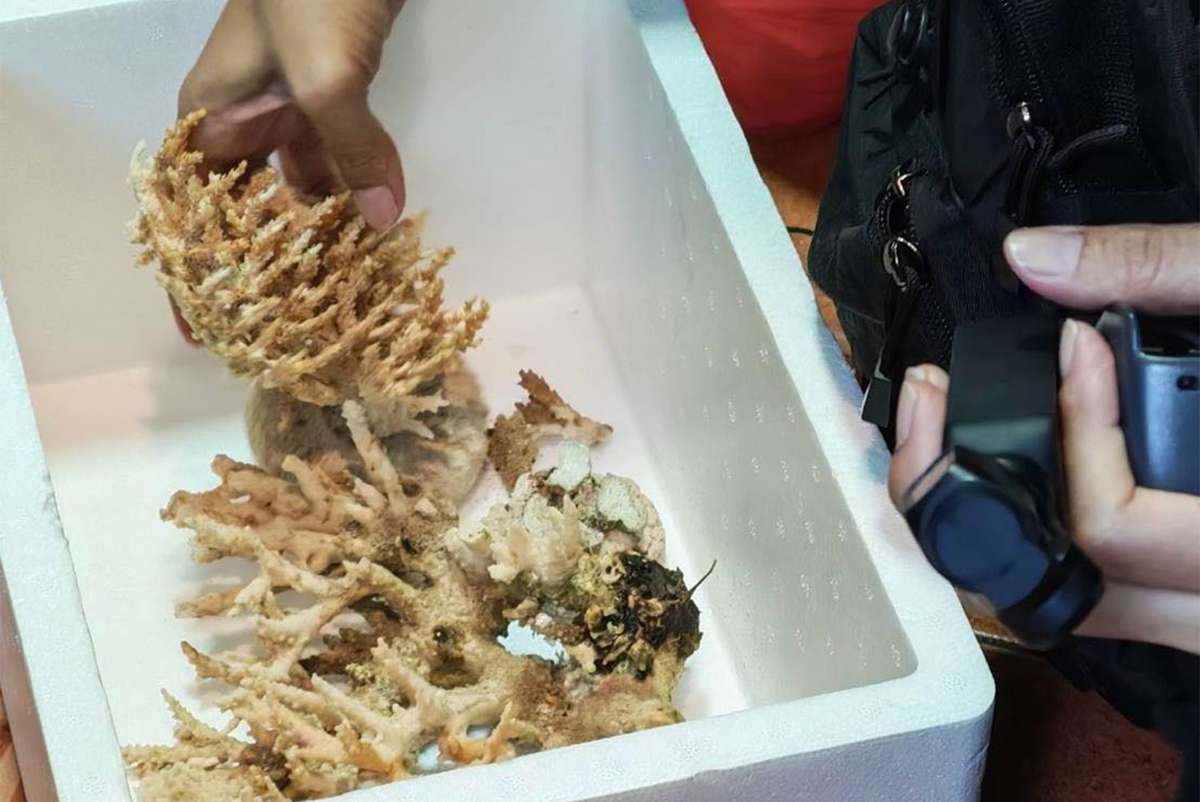 Meer geplündert: Händler festgenommen