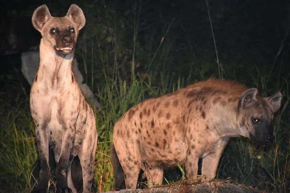 Zoo-Nacht zwischen Zelten und Sternen
