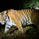 Night Zoo and Camping: Jahresend-Highlights Night Zoo and Camping: Jahresend-Highlights