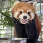 Panda-Paar verzaubert Khao Kheow